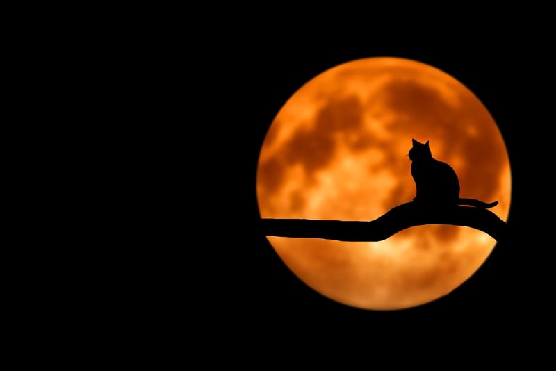 Moon Phases RSVP